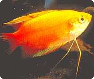 Honey Red Gold Gourami - Quantity of 3